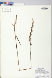 Spiranthes vernalis image