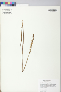 Spiranthes vernalis image