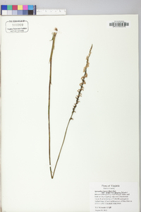 Spiranthes lacera image