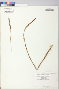 Spiranthes lacera image