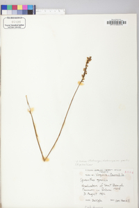 Spiranthes lacera image