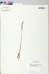 Spiranthes lacera image