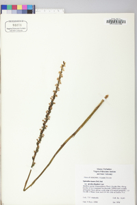 Spiranthes lacera image