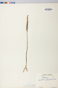 Spiranthes lacera image