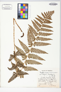 Dryopteris × boottii image