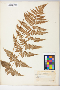 Dryopteris × boottii image