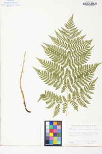 Dryopteris campyloptera image