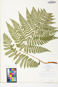 Dryopteris campyloptera image