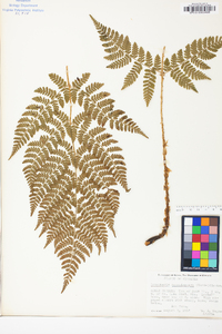 Dryopteris campyloptera image