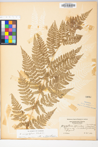 Dryopteris campyloptera image