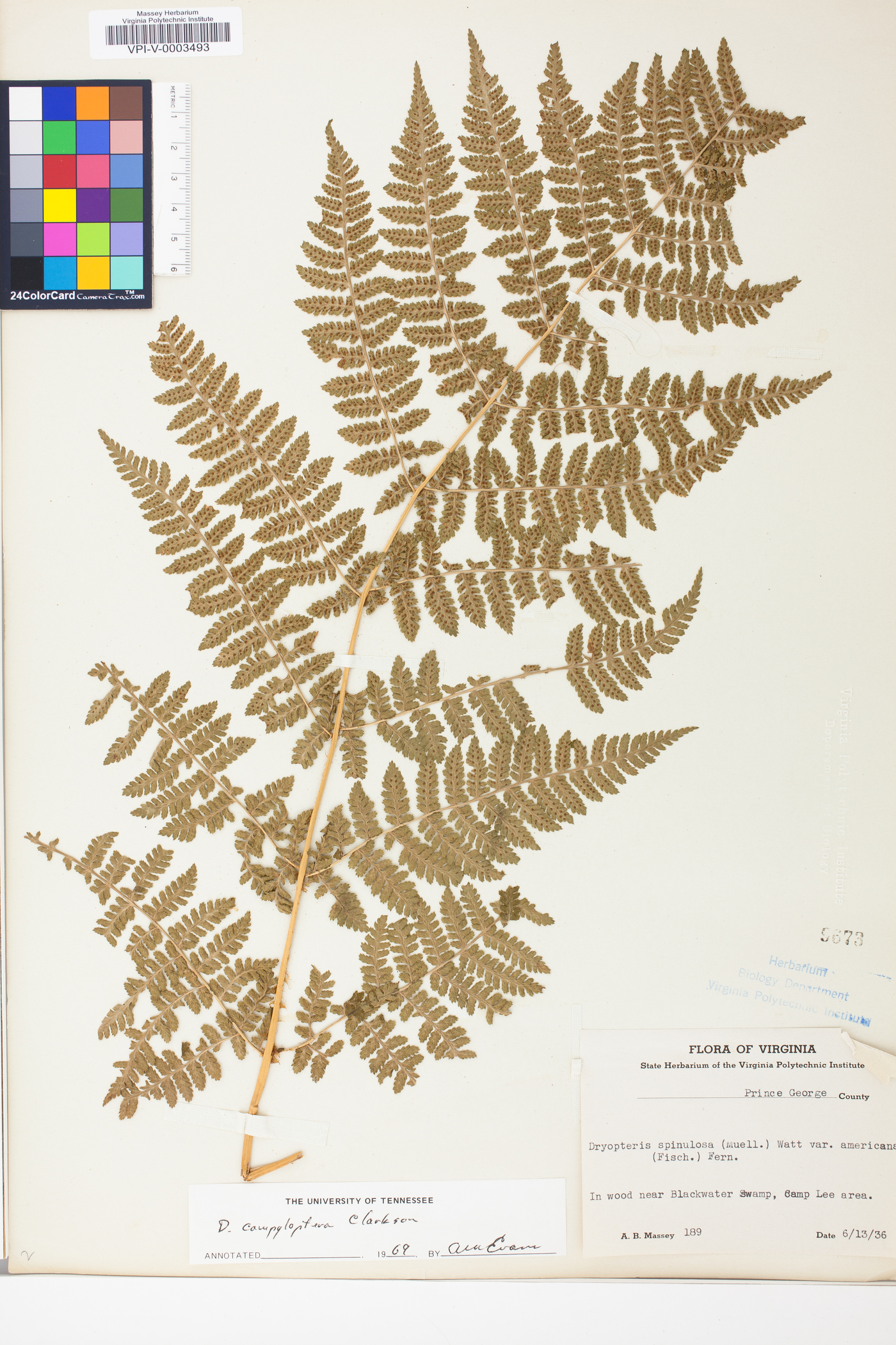 Dryopteris campyloptera image