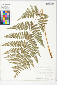 Dryopteris campyloptera image