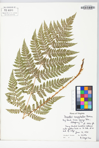 Dryopteris campyloptera image