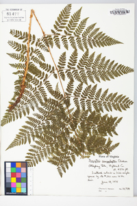 Dryopteris campyloptera image