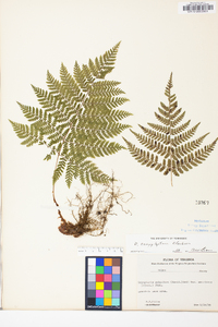 Dryopteris campyloptera image