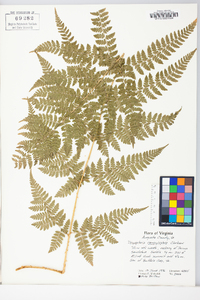 Dryopteris campyloptera image