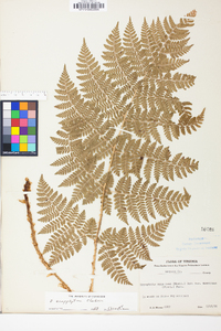 Dryopteris campyloptera image