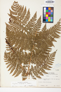 Dryopteris campyloptera image