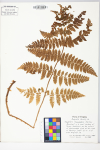 Dryopteris campyloptera image