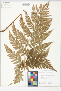 Dryopteris campyloptera image