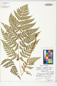 Dryopteris campyloptera image