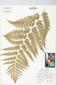 Dryopteris celsa image