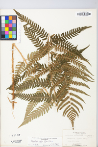 Dryopteris celsa image