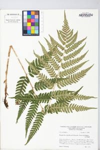 Dryopteris celsa image