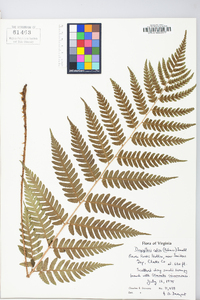 Dryopteris celsa image