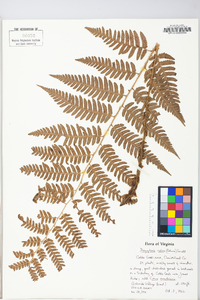 Dryopteris celsa image