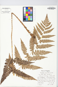 Dryopteris celsa image