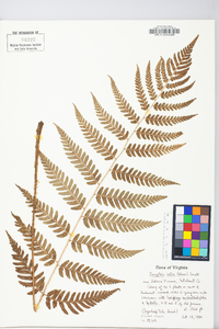 Dryopteris celsa image