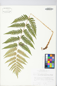 Dryopteris celsa image