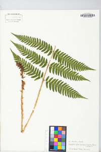 Dryopteris celsa image