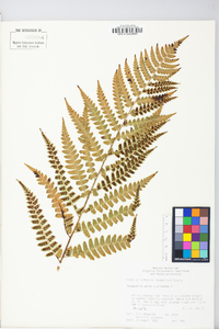 Dryopteris celsa image