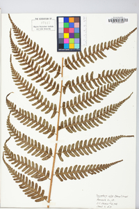 Dryopteris celsa image