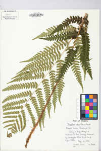 Dryopteris celsa image