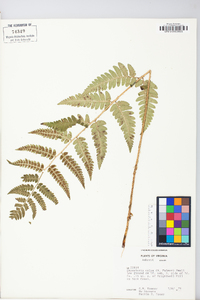 Dryopteris celsa image