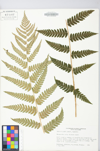 Dryopteris celsa image