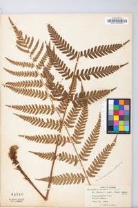 Dryopteris celsa image