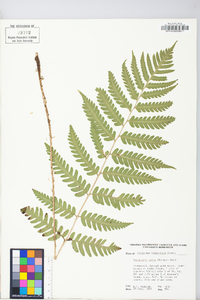 Dryopteris celsa image