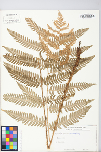 Dryopteris goldieana image