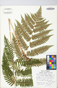 Dryopteris goldieana image