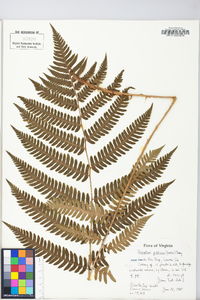 Dryopteris goldieana image