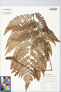 Dryopteris goldieana image