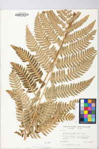 Dryopteris goldieana image