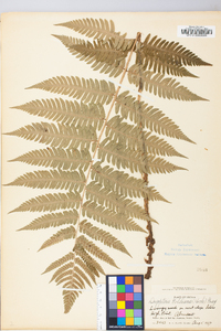 Dryopteris goldieana image