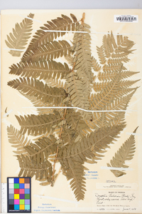 Dryopteris goldieana image