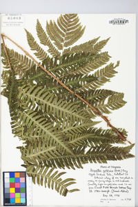 Dryopteris goldieana image