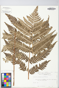 Dryopteris goldieana image